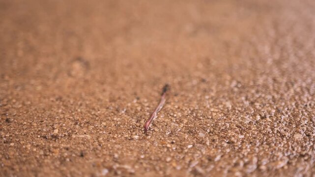 Close-up macro of a small ant dragging an earthworm across wet sandy ground, illustrating strength, survival behavior, and natural interaction in a micro ecosystem.