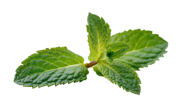 Fresh green Mint sprig with textured leaves and stem