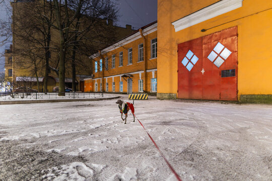Small grey dog is standing on a wet road at night