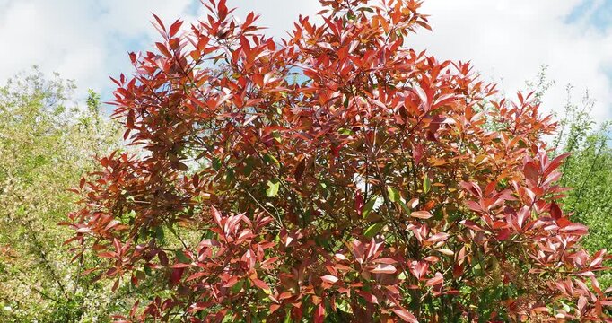 Photinia x fraseri | Photinia -  Photinia de fraser - Photinie de fraser. Magnifique arbuste aux branches dress&eacute;es portant de jeunes pousses rouge-cuivr&eacute; avec un feuillage vert fonc&eacute; brillant