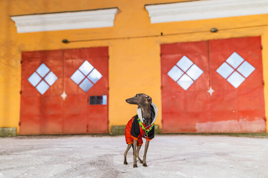 Small grey dog is standing on a wet road at night