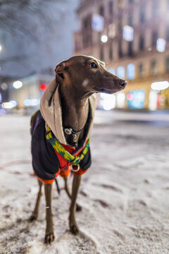 Small grey dog is standing on a wet road at night