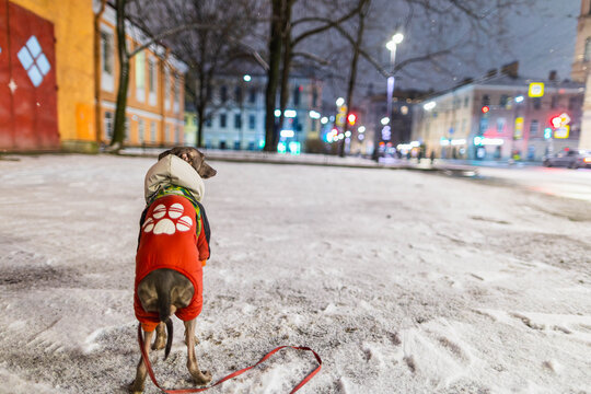 Small grey dog is standing on a wet road at night