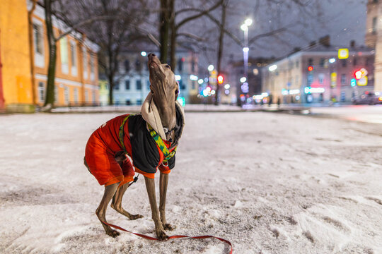 Small grey dog is standing on a wet road at night