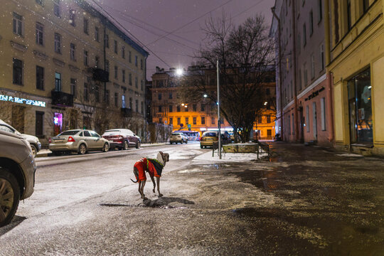 Small grey dog is standing on a wet road at night