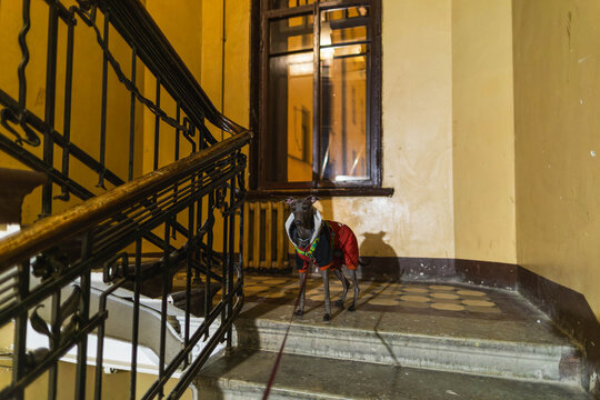 Little grey dog in a doorway