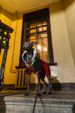 Little grey dog in a doorway