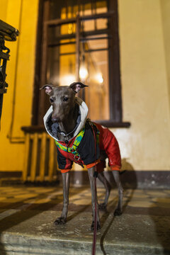 Little grey dog in a doorway
