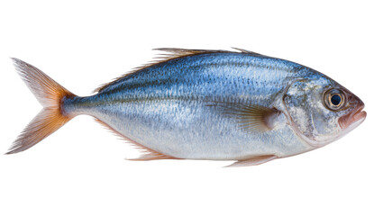 Obraz premium Blue slender fish with orange fins and silver scales
