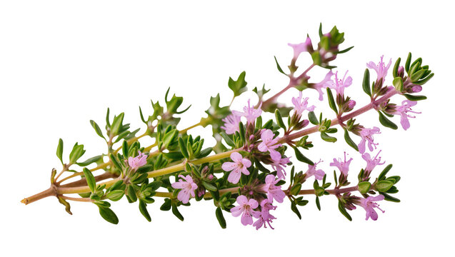 Pink flowering Thyme sprig with green foliage and woody stems