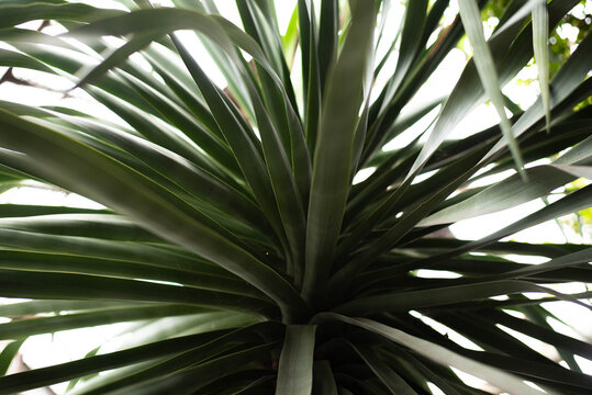 Yucca is a genus of arborescent evergreen plants of the subfamily Agaves. Green yucca bush in a greenhouse. 