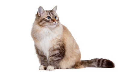 Fluffy Tabby Cat Sitting with Amber Eyes and Long Fur © Paula