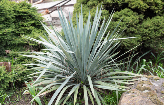 Yucca is a genus of arborescent evergreen plants of the subfamily Agaves. Green yucca bush in a greenhouse. 