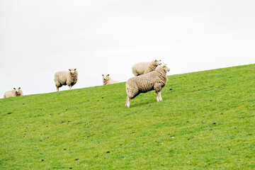 Fototapeta premium Peaceful Flock of Sheep Grazing on a Coastal Dike, Spring Pasture with Vibrant Green Grass in Natural Daylight