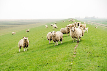 Fototapeta premium Peaceful Flock of Sheep Grazing on a Coastal Dike, Spring Pasture with Vibrant Green Grass in Natural Daylight