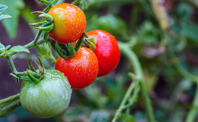 Fresh Red Tomatoes Growing on vine with droplets on Organic Garden