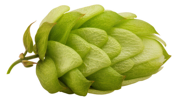Green Hop Flowers Cone with Stem and Leaves