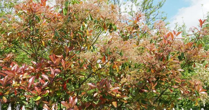 (Photinia &times; fraseri) Photinia de Fraser 'Red Robin', arbuste de haie &agrave; floraison blanc-cr&egrave;me en corymbes au dessus d'un feuillage buissonnant vert fonc&eacute; brillant et rouge-cuivr&eacute;  