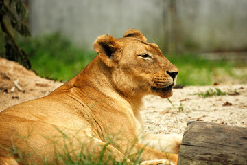 Female lion in the zoo © KL