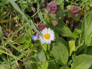 Vibrant close-up of a cheerful white common daisy (Bellis perennis) blooming beautifully next to a delicate blue common speedwell flower, nestled among lush green grass and purple dead-nettle in a © Oleksandr
