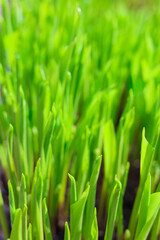 Naklejka premium Fresh green background. Bright greenary close up. Spring summer garden. Freen ecology. 