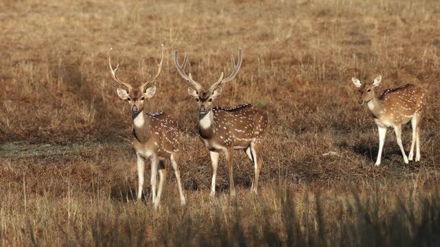 Chital deer males and female in golden light