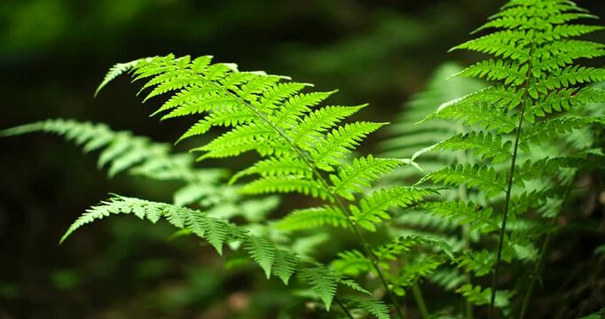 Vibrant Green Fern Leaves Swaying Gently in the Lush Forest.