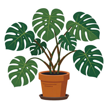 Potted monstera plant illustration, transparent background