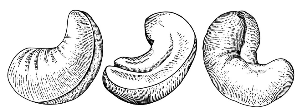 Hand drawn cashew nuts set, vintage engraved style illustration, isolated on white