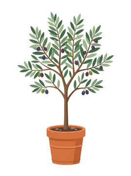 Potted olive tree illustration, transparent background