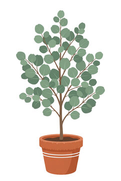 Potted eucalypt tree illustration, transparent background