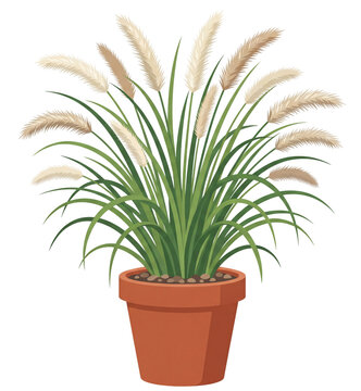Potted pampas grass plant illustration with transparent background