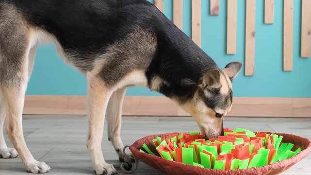 cute mixed breed dog playing on soft snuffle rag rug for hiding dried treats for dogs nose work at home. Intellectual games with pet.