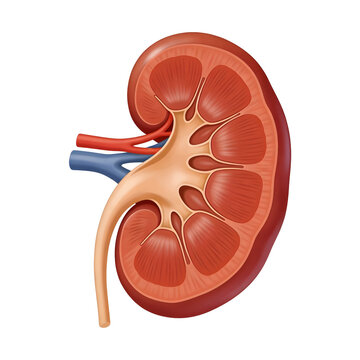 Longitudinal section of a human kidney 3D illustration. Detailed internal anatomy showing renal pyramids, pelvis, and vessels on a white background.