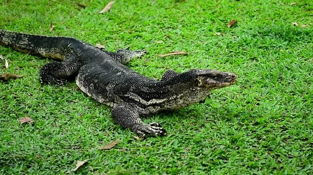 Large Asian water monitor lizard (Varanus salvator) crawling on green grass in Lumphini Park, Bangkok, Thailand.