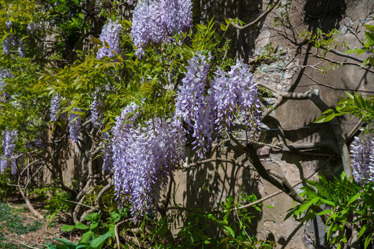 Wisteria flowers in the garden