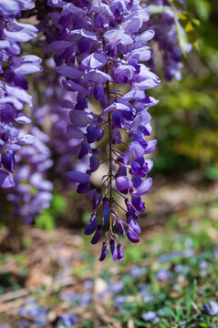 Wisteria flowers in the garden