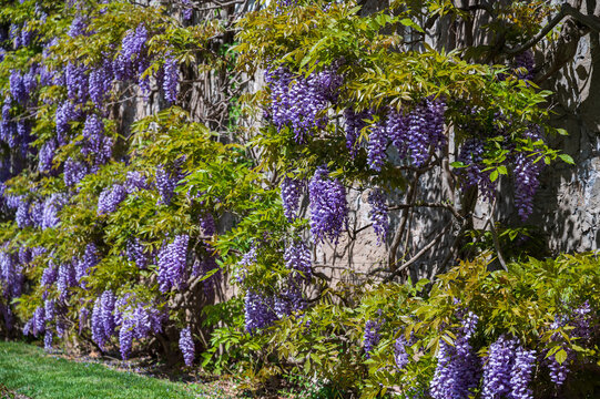 Wisteria on wal