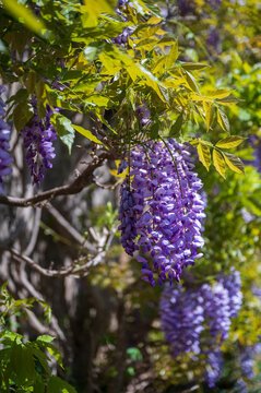 Purple Wisteria on the tree