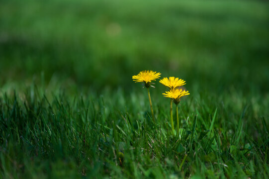 yellow dandelions on green grass