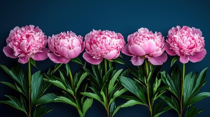 Obraz premium Row of pink flowers on dark, clean background