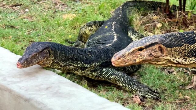 A large group of monitor lizards (Varanus salvator) are gathered on the lawn in Lumpini Park, Bangkok.