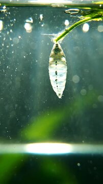 Underwater insect pupa attached to a leaf
