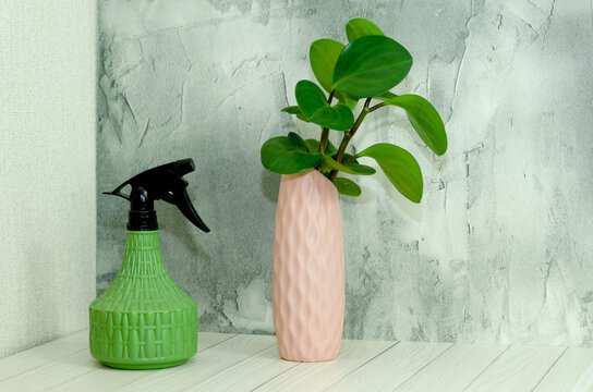 Green textured spray bottle and pink vase with leafy houseplant on white wooden shelf against concrete wall. Indoor gardening, plant care, home decoration, and maintenance tools arrangement.