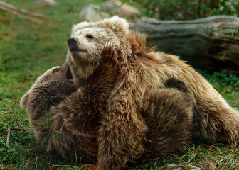 Fototapeta premium Himalayan Brown Bear in zoo