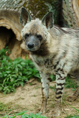 Fototapeta premium Portrait of Arabian striped hyaena