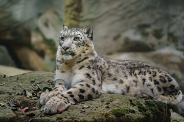 Fototapeta premium Portrait of Snow leopard in zoo