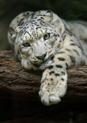 Fototapeta premium Portrait of Snow leopard in zoo