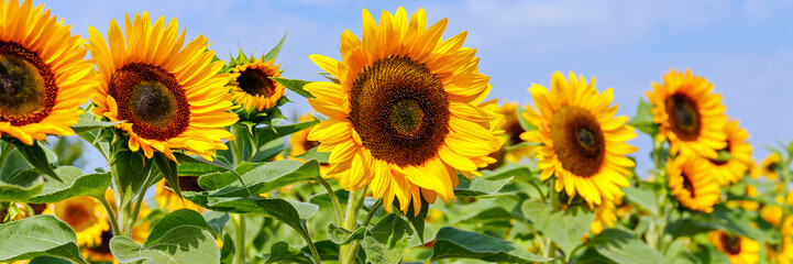 Fototapeta premium Sunflowers bloom in a field under a clear sky during afternoon hours, showcasing nature's beauty and vibrant colors