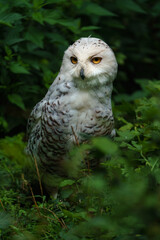 Fototapeta premium Portrait of Snowy owl in zoo